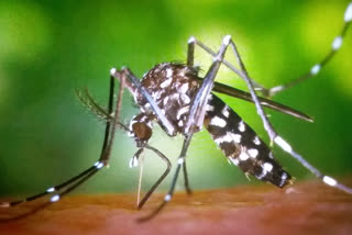 Dengue in Rajasthan