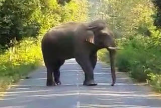 elephant came on road