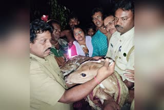 Deer rescued in Gosaba