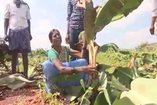 banana plantation destroy in Gadaga c
