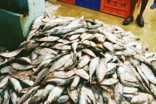 Fishermen get Hilsa post season in Diamond Harbour