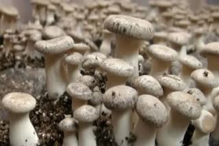 mushroom farming in hisar
