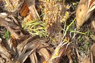 Maize crop damage, ಮೆಕ್ಕೆಜೋಳ ಬೆಳೆ