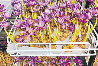 In a first, famous Kashmiri saffron cultivated in Hyderabad