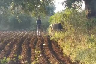 chhindwara farmer