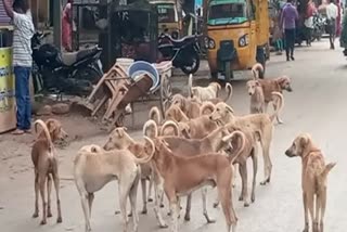 Street dogs attacks on a boy at davangere