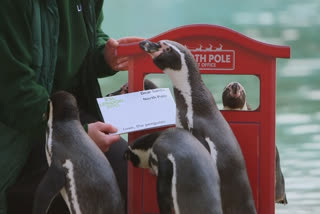 Penguins post Christmas wishes to Santa