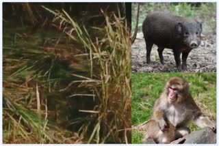 WILD PIGS AND MONKEY TERROR AT KARIMGANJ