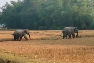 Elephant attacked