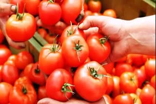 tomato etv bharat