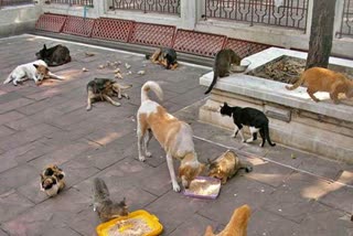 dog cat census