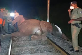 Elephants killed