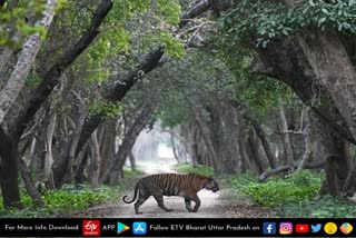 दुधवा टाइगर रिजर्व