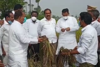 Crop damage in west godavari Over heavy rains