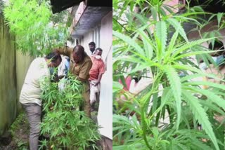 Cannabis plants seized in kollam  Cannabis plants grown in unoccupied backyard  excise seized cannabis plants in kollam  കൊല്ലത്ത് വീട്ടുമുറ്റത്ത് വളർത്തിയ കഞ്ചാവ് തൈകൾ പിടികൂടി  വീട്ടിൽ കഞ്ചാവ് തൈകൾ വളർത്തി