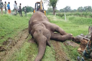 யானை கருவுற்றிருந்தது உடற்கூராய்வில் கண்டுபிடிப்பு