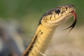 snake catcher death in karnataka