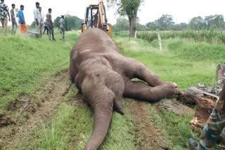 pregnant elephant died in train accident