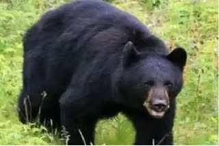 One women injured in bear attack