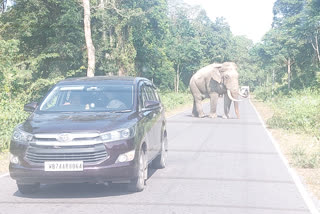 elephant on road, tourists make video