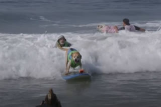 Surf City Surf Dog competition