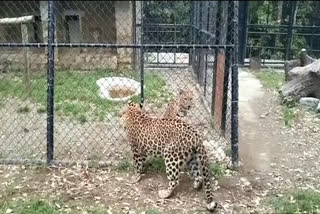 a-pair-of-snow-leopards-from-darjeeling-zoo-to-be-brought-to-nainital-zoo