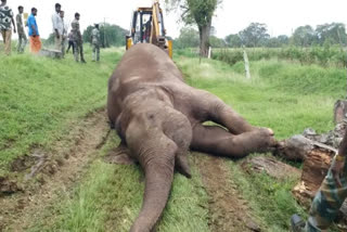 elephant killed