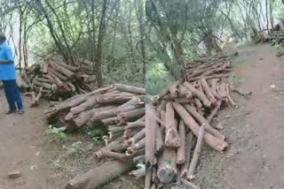 3 tons of trees seized at Sathyamangalam forest, ஈரோடு சத்தியமங்கலம் காட்டுப்பகுதியில் 3 டன் மரங்கள் பறிமுதல்