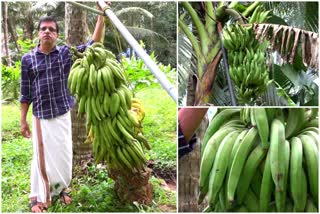 nenthrakkula in Kozhikode  60 കിലോ തൂക്കമുള്ള നേന്ത്രക്കുല  നേന്ത്രക്കുല വിളയിച്ച് അധ്യാപകൻ  പ്രമോദ് വാഴകൃഷി  Pramod Banana Cultivation  Teacher grows 60 kg bananas in Kozhikode  ഗോവൻ മണ്ടോളി  goan mandoli