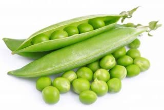 'Pea Festival' in Jabalpur from December 24