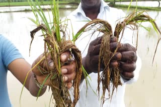 மழை நீரில் மூழ்கிய சம்பா பயிர்கள்