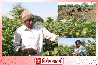 cotton grower farmers