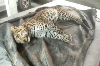 Leopard body found in ramnagar