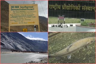 Trout fish in Himachal