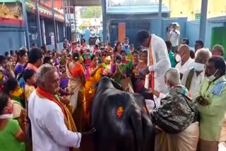 baby shower performed for cow in guntur  gundur cow seemantham  പശുവിന് ബേബി ഷവര്‍  ഗുണ്ടൂര്‍ പശു സീമന്തം  മംഗല്‍ഗിരി പശു ആരാധന