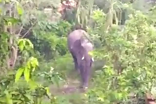 Bankura Elephant Incident