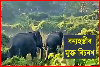 wild elephant roaming freely at barpeta