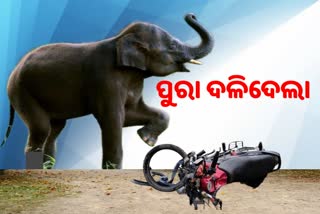 elephant havoc:  ୮ ବଖରା ଘର ଭାଙ୍ଗି ଚୁରମାର