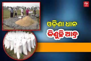 Mandi Tension in Gajapati: ଆସୁଛି ବର୍ଷା, ଖୋଲିନି ମଣ୍ଡି, ଶାଗମାଛ ଦରରେ ବିକ୍ରି ହେଉଛି ଧାନ