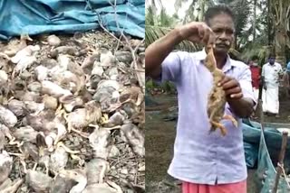 duck death in alappuzha  അമ്പലപ്പുഴ താറാവ് ചത്തൊടുങ്ങുന്നു  പു​റ​ക്കാ​ട് താറാവുകള്‍ ചത്തു  ആലപ്പുഴ പക്ഷിപ്പനി  kerala bird flu latest