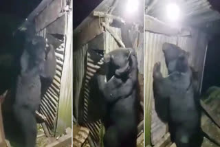 bear video viral