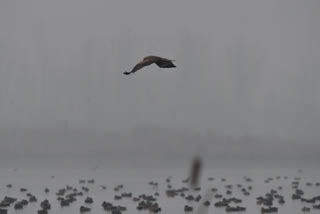 Jammu and Kashmir : Migratory bird returns to wetlands of the valley