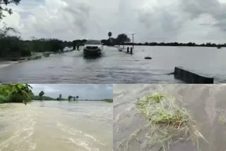 வஞ்சிவாக்கத்தில் 650 ஏக்கர் நெற்பயிர் நீரில் மூழ்கியது, crops damaged over 650 acres in flood at Vanjivakkam Thiruvallur