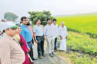 paddy cultivation with two labours