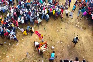 bull race karnataka