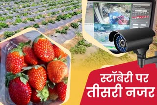 strawberry cultivation monitored by cctv cameras in hazaribag