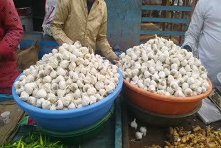 garlic farming in sagar
