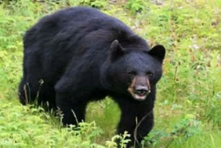 Bear hunts cattle in Rudraprayag