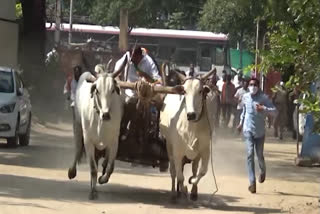 bullkart-mishap-in-bjp-protest-in-rajanna-siricilla-district