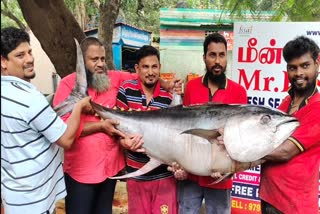 Tuna fish in Coimbatore  കോയമ്പത്തൂർ ഭീമൻ മത്സ്യം  86 കിലോഗ്രാം ഭാരമുള്ള ട്യൂണ മത്സ്യം  86 Kg Tuna fish  giant fish in Coimbatore  business news